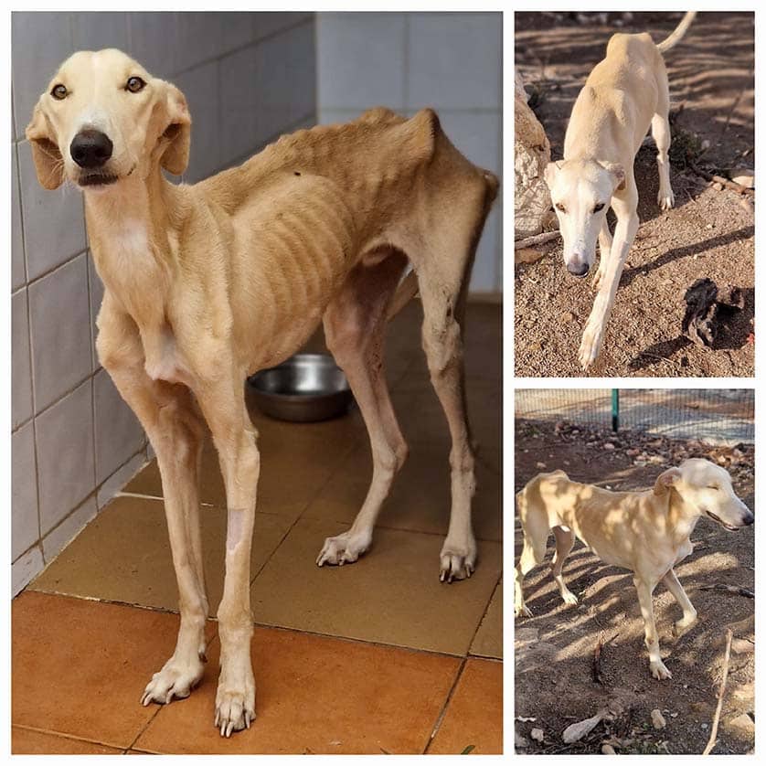 Meet Valentim: the journey of an abandoned greyhound 