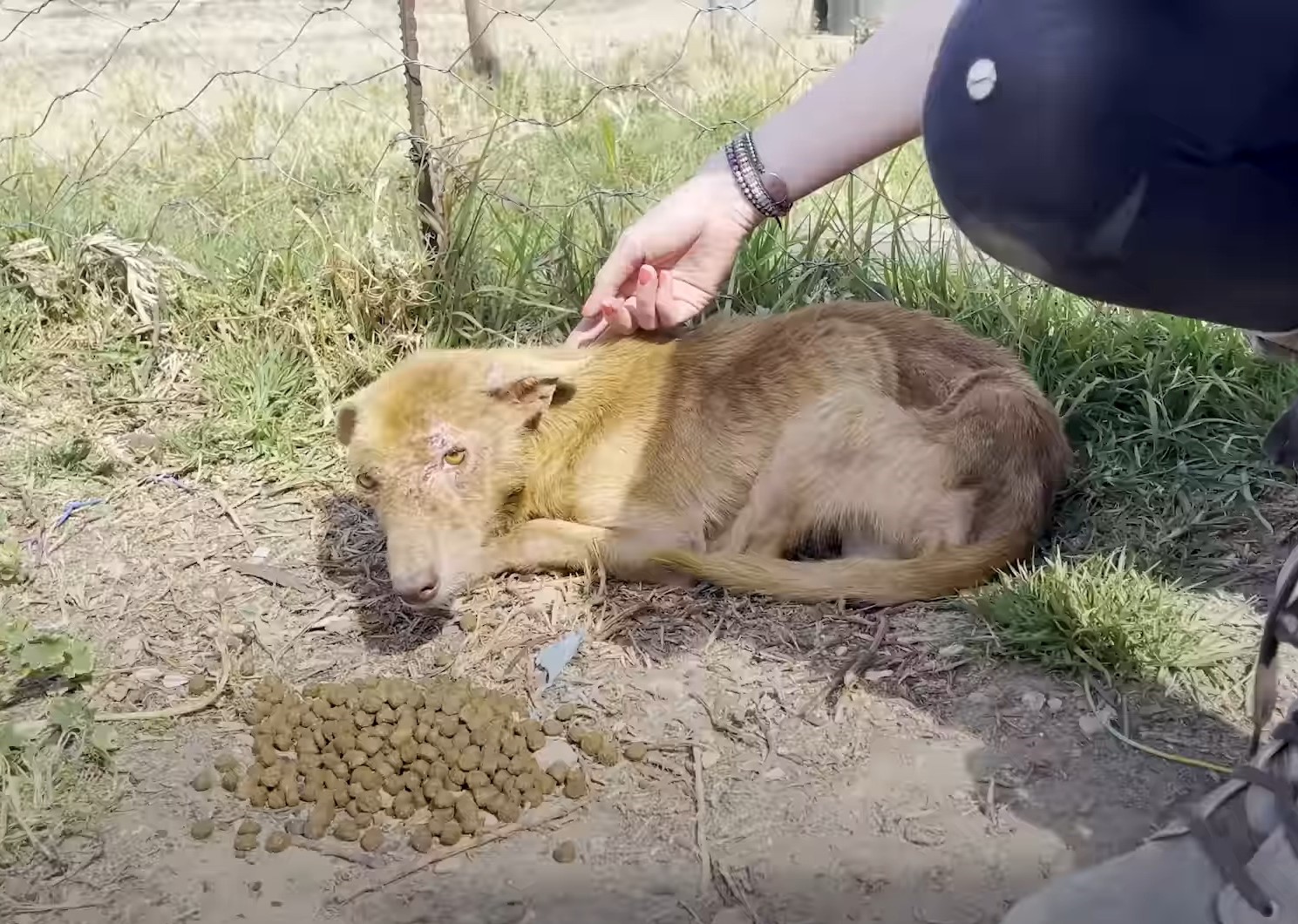 abandoned three legged dog