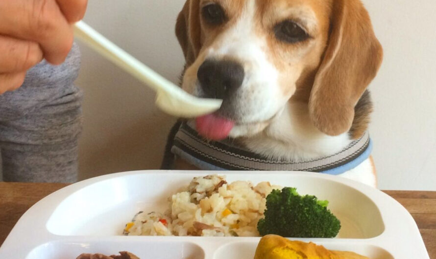 ASMR Beagle eat raw foods – ilovecars.fun