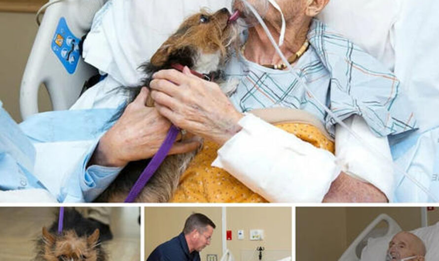 A Terminally Ill ⱱeteгап’s Final Wish Granted with an Emotional fагeweɩɩ to His Beloved Dog – ilovecars.fun