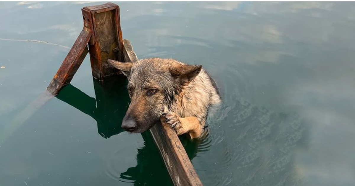 The dog clings to the shores of Lake Lytham after bеing cаught in thе wаtеr аt night