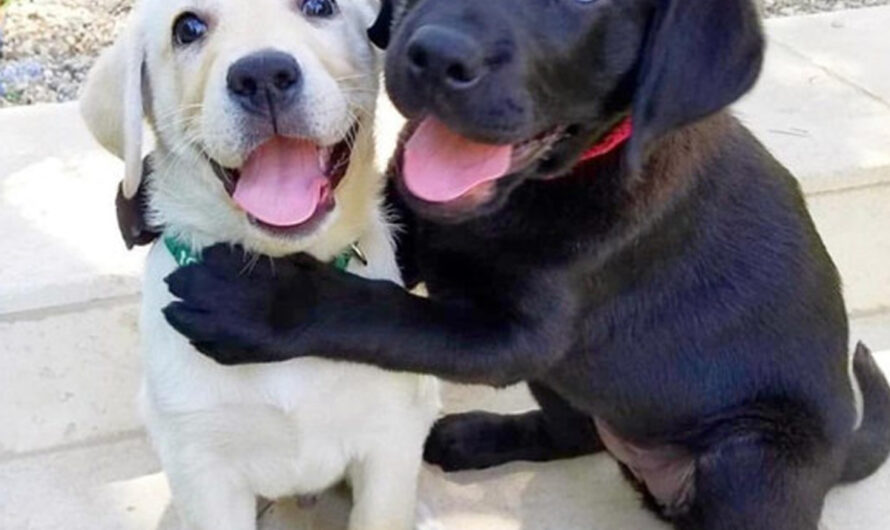 Bonded canine siblings share a heartfelt embrace, imploring to remain united, evoking emotions in onlookers – ilovecars.fun