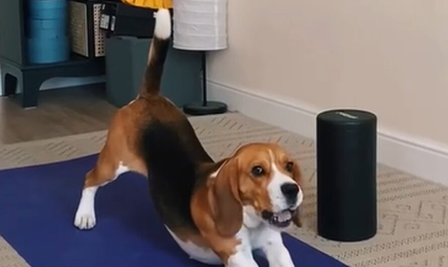 The Diligent Beagle Practicing Yoga Every Day – ilovecars.fun