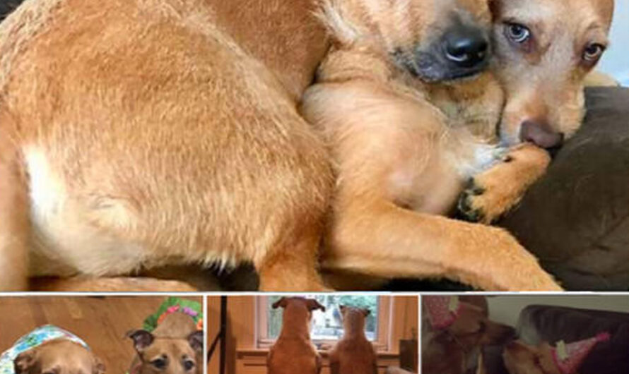 Shelter-Adopted Dog Bonds with Lookalike, Creating a Heartwarming Moment for Family – ilovecars.fun