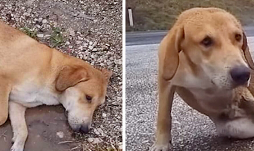 He Lay Motionless in the Rain Beside the Highway, Desperately Waiting for Rescue – ilovecars.fun