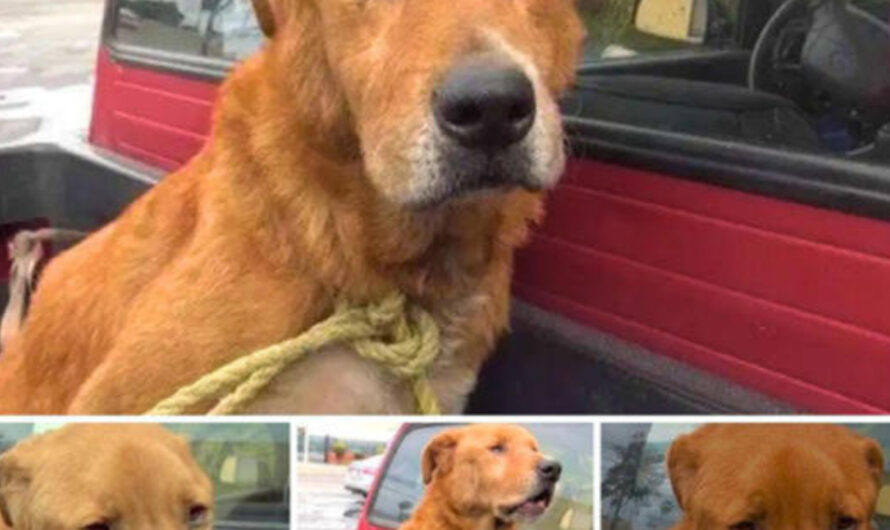 An old dog abandoned by his family was sadly found on the street, begging for every morsel of food – ilovecars.fun