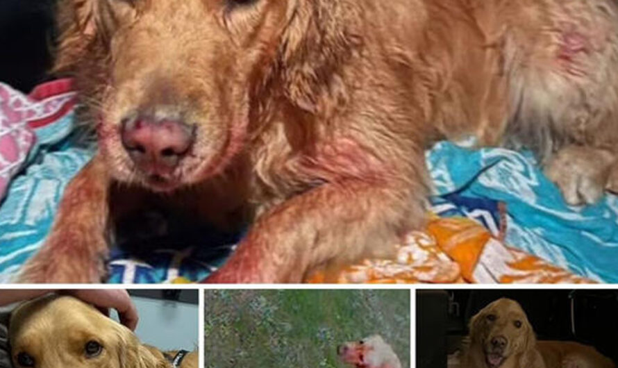 Leo, a golden retriever, rescued after plunging 300 feet off a cliff at an Oregon state park. – ilovecars.fun