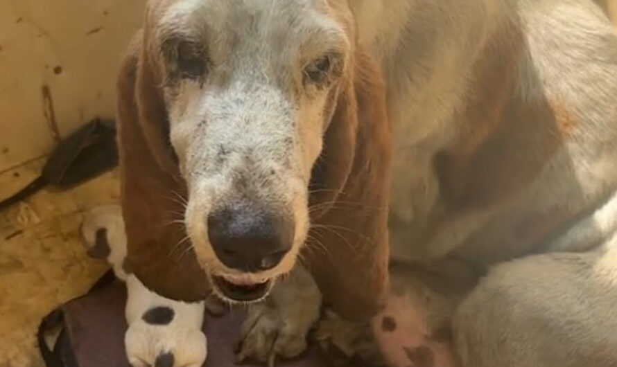 Stray Who Was Forced To Give Birth In A “Pouring Rain” Is Finally Safe With Her Babies – ilovecars.fun