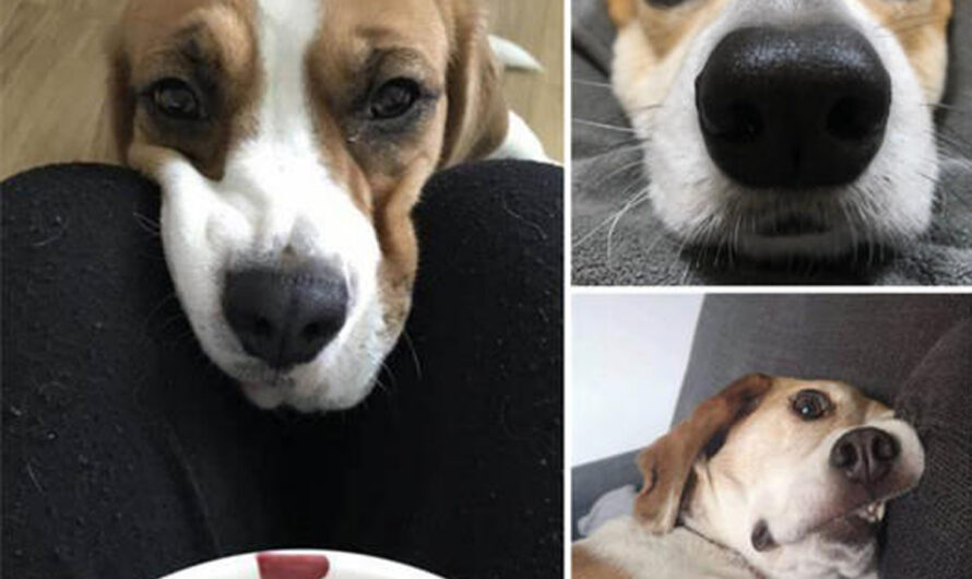 Adorable Beagle Begs for Food, Resting Its Snout on Its Owner’s Lap – ilovecars.fun