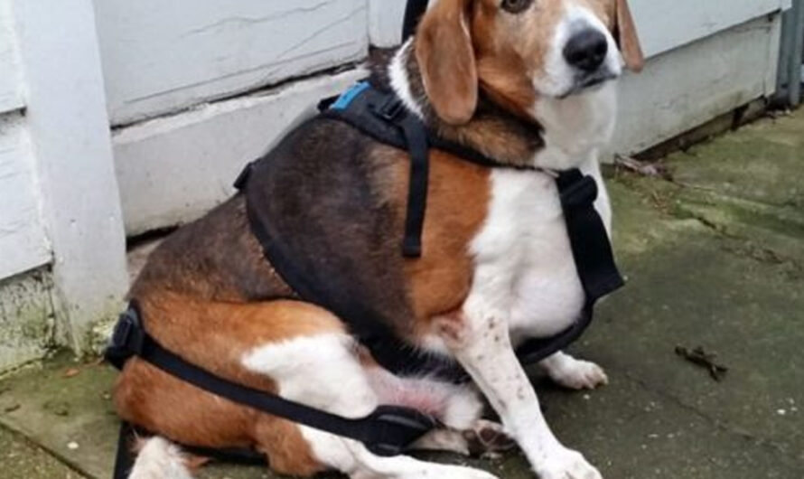 Overweight Beagle Discovered in a State of Immobile Overindulgence – ilovecars.fun