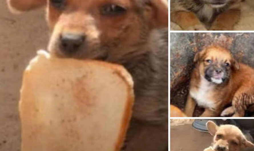 The dog рɩeаded for another slice of bread, anxiously wondering when his next meal would arrive – ilovecars.fun