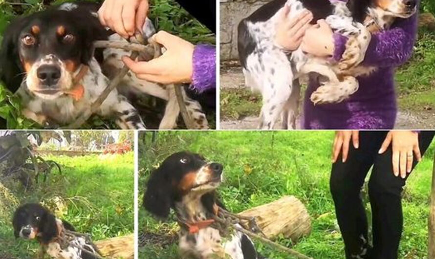 Abandoned in the forest, the dog was fortunate to cross paths with a compassionate owner who rescued him and provided him with a life of care and happiness