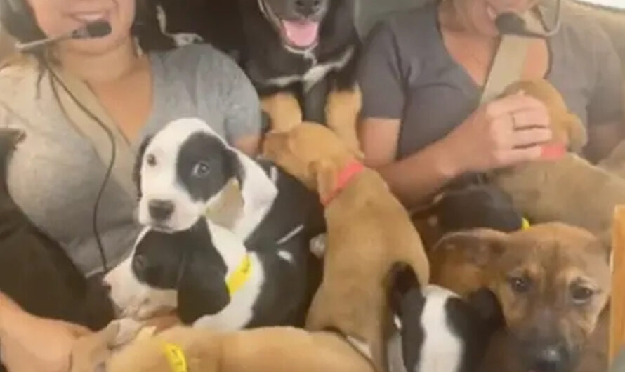 A group of dog lovers saves 27 puppies from being euthanized by flying them in a small plane, giving these adorable pups a second chance at life and a loving forever home