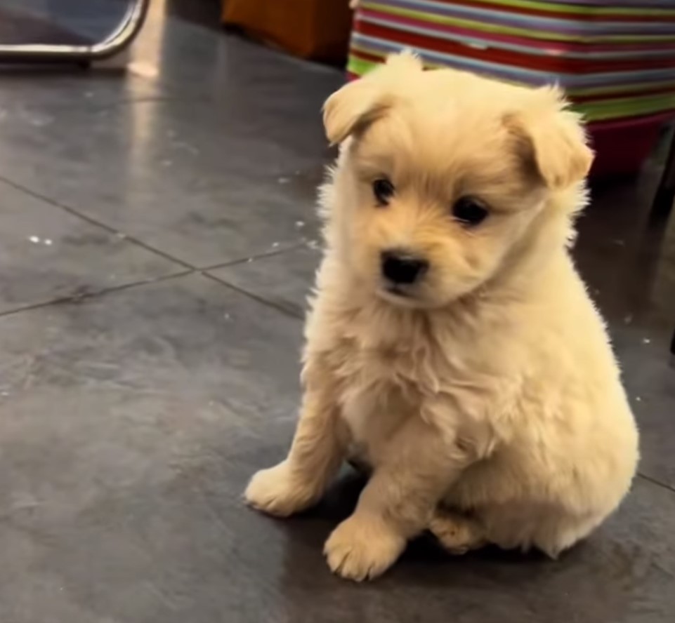 fluffy puppy sitting