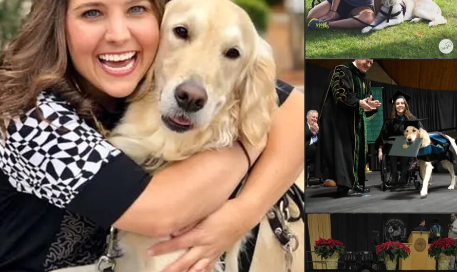 Service dog got his owner through grad school, so the university gave him his own degree – ilovecars.fun