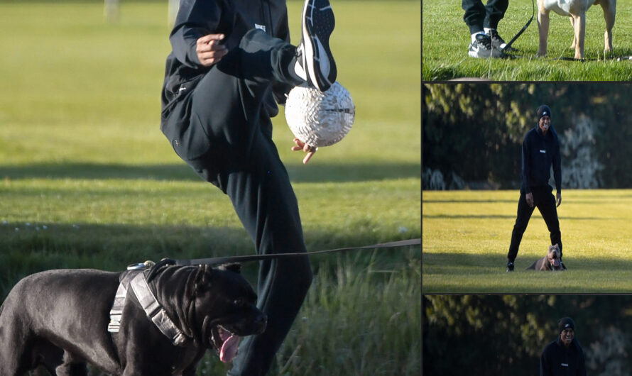 Man United Star Marcus Rashford Shows Off Casual Skills with Adorable Dogs at the Park – ilovecars.fun