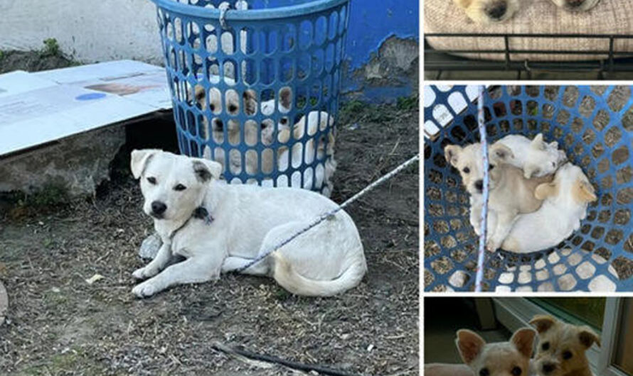 Rescuers Find a Dog Tied to a Laundry Basket and, Shortly After, See Little Eyes Watching Them – ilovecars.fun