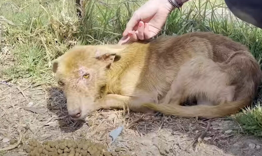 Three-Legged Dog Scared Of Human Touch Changes Coat Color After Being Rescued  – ilovecars.fun