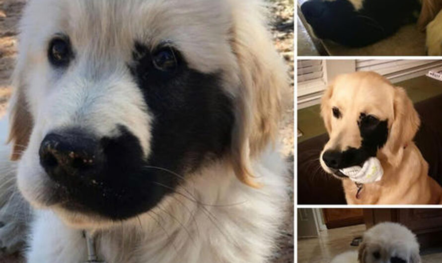 Meet Enzo, the Adorably Cute Golden Retriever with a Charming Freckle That’s Taking Instagram by ѕtorm – ilovecars.fun