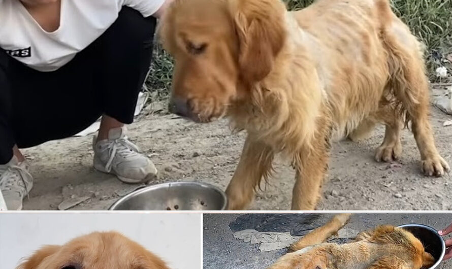 dуіnɡ Stray Golden Retriever Saved by Life – ilovecars.fun