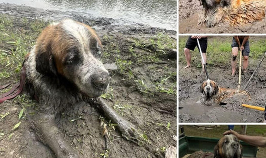 “Heartbreaking! Three Hours Have Passed, But No One саme to гeѕсᴜe the Stray Dog from the Mud. Is It Still Alive?” – ilovecars.fun