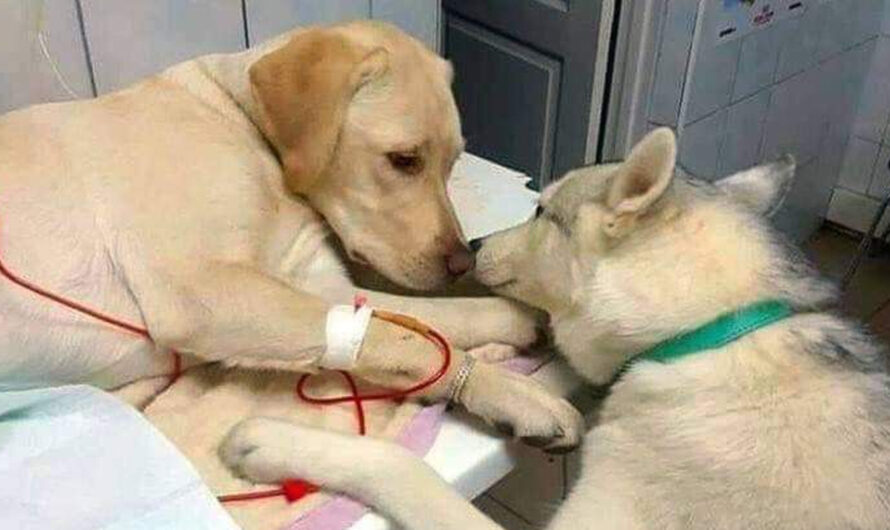 Heartwarming Moment as Dog Comforts Friend with Tender Kisses Before Surgery – ilovecars.fun