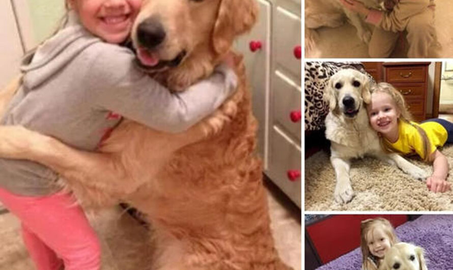 The dog’s touching reunion with his family reached an emotional climax when he hugged his little owner tightly, touching the hearts of millions worldwide after 300 days of separation