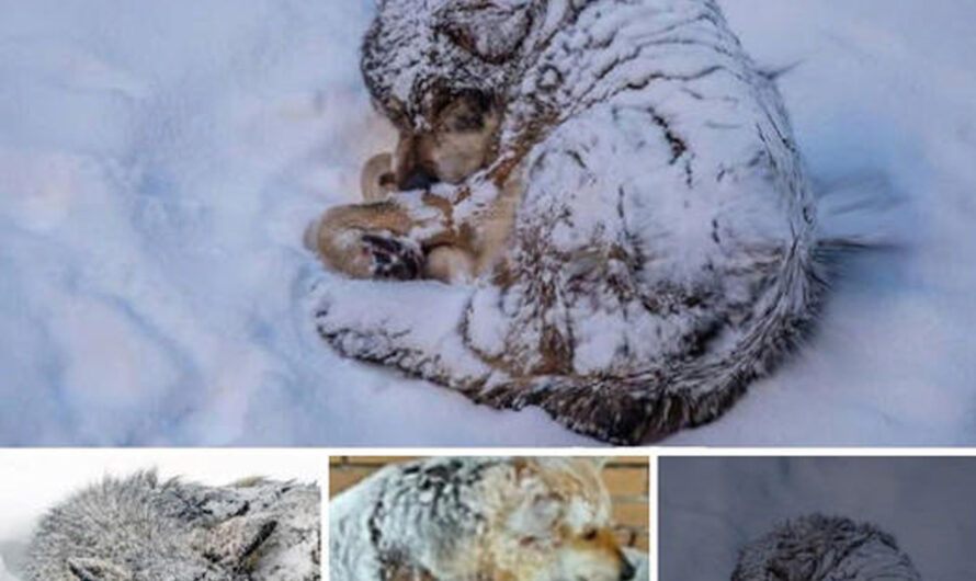 Mother Dog Protects Her Cherished Puppies by Shielding Them Through -20 Degrees and Days of Snow and Rain – ilovecars.fun