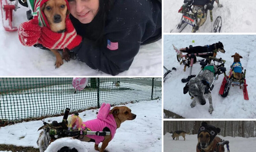 Six dogs abandoned in the cold snow were adopted by her, giving them a new, happy and beautiful life under her care – ilovecars.fun