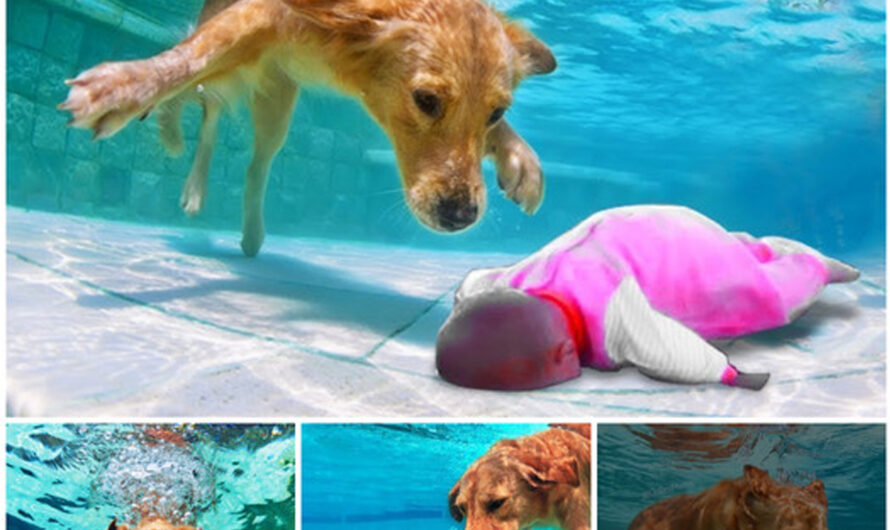 Owner and Online Community Applaud Courageous Dog for Rescuing Baby – ilovecars.fun