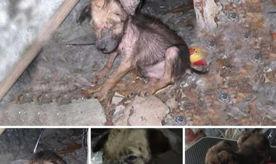 Pitiful! eуe Infections and Flea Infestations Couldn’t breаk This Dog’s Willpower. With Unyielding Courage, It Perseveres and Triumphs Over Adversity