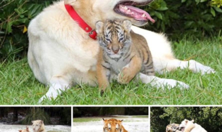 Friendship surprises the people of Carolina! The dog became a substitute mother for the orphaned tiger cub and became an inseparable friend as she grew up