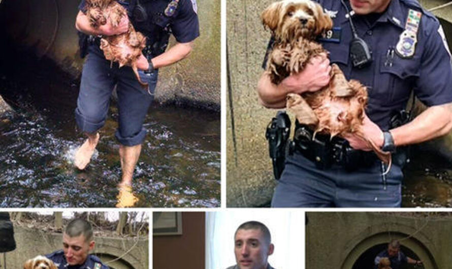 The Courageous Rescue of a Frightened Puppy by a Police Officer in a Dark and Challenging Tunnel – ilovecars.fun