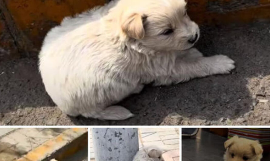 Lifeless Puppy Succumbs to Unforgiving Summer Heat as Distraught Motorist Arrives Too Late to Offer Aid – ilovecars.fun