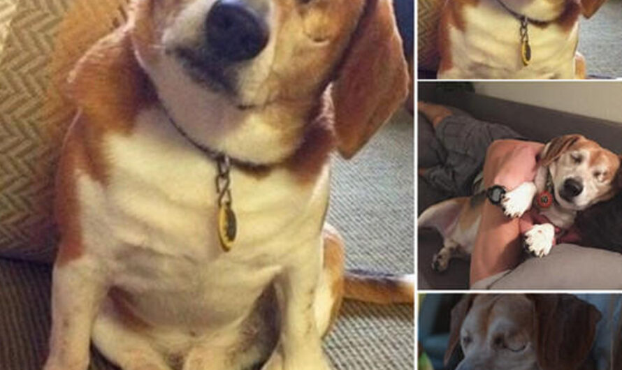 The Heartwarming Story of a Blind Beagle Finding Love and Hope with His New Owner, Overcoming Loneliness and Embracing a Bright Future – ilovecars.fun