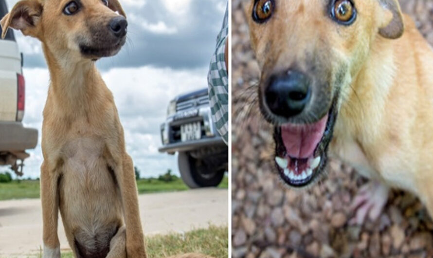 Paralyzed Puppy Drags Herself Across Botswana To Find Help, And Luck Smiles On Her – ilovecars.fun