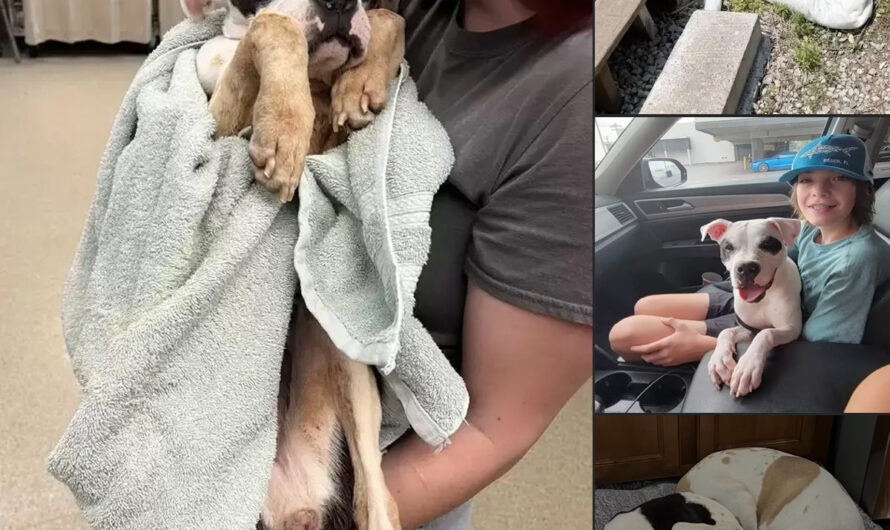 Good Samaritan Rescues Helpless, Tied-Up Puppy from Stifling Heat at a St. Louis Bus Stop – ilovecars.fun