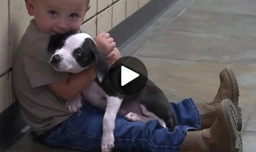 Six-Year-Old Jack’s Coincidental Meeting with an Orphaned Dog Named Ricky – ilovecars.fun