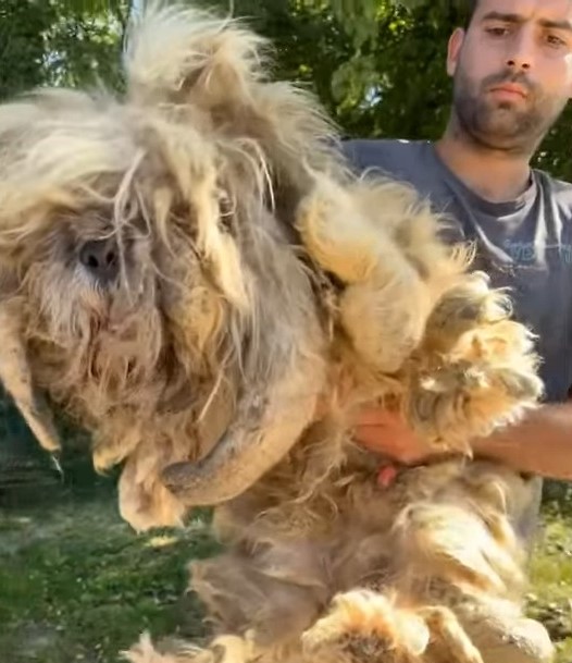 guy holding unshaved dog