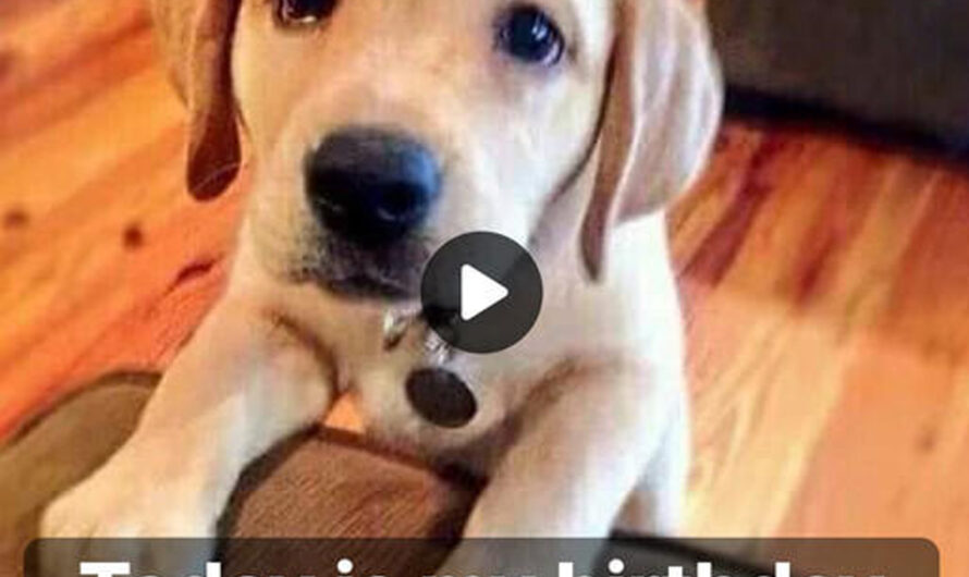 A Lonely Dog’s Unheard Birthday Echoes – ilovecars.fun