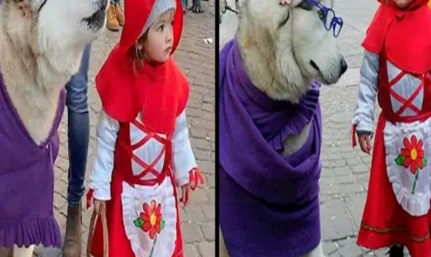 Little Child Dressed Up As Red Riding Hood And Her “Big Bad Wolf” Husky Are So Adorable They Go Viral – ilovecars.fun