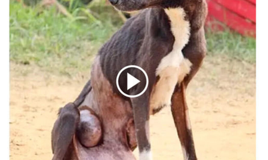 Elderly Stray Dog Stricken with Massive Tumor Endures Pain and Desperation Alone, Regrettably Unaided – ilovecars.fun