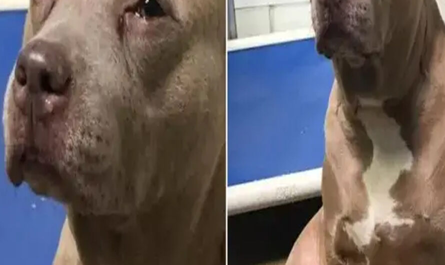 Abandoned Pitbull Mama’s Cry For Her Puppies Leaves Shelter Workers In Tears – ilovecars.fun