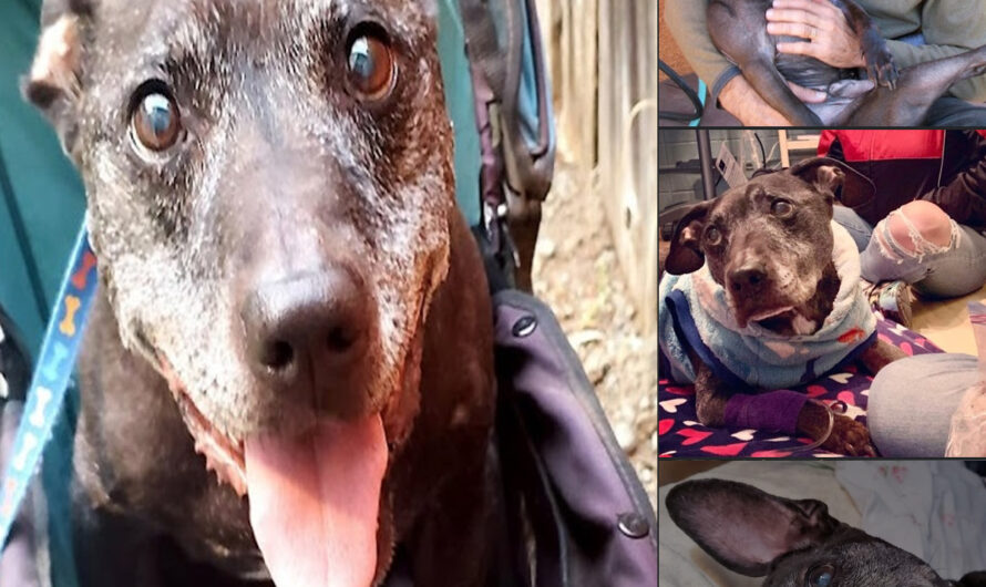 R.I.P. Frodo, The Last Surviving Dog Rescued From Michael Vick’s Dogfighting Ring – ilovecars.fun