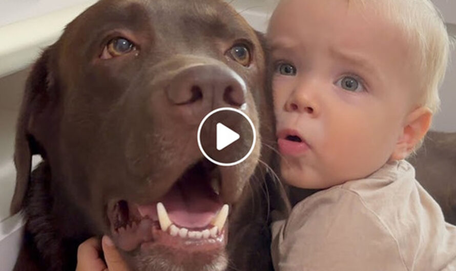 Adorable Baby Boy Makes His Dog Happy! – ilovecars.fun