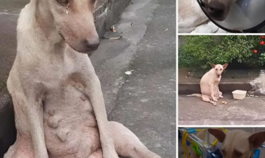 The Heartbreaking Story of a Dog Crying Alone on the Road for Days, Until Someone Finally Stopped to Help – ilovecars.fun