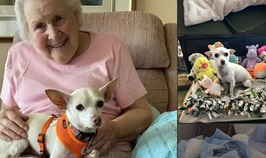 100-year-old woman finds ‘perfect match’ in 11-year-old senior chihuahua – ilovecars.fun