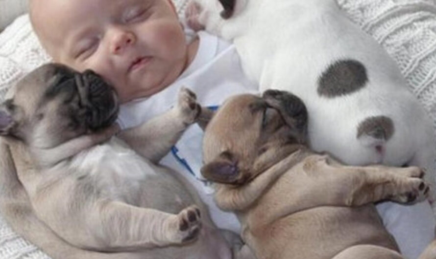 A Heartwarming Journey of Newborn Puppies and Their Little Master – ilovecars.fun