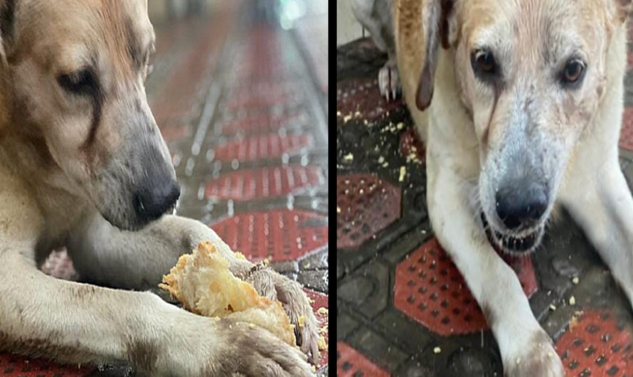 Muzzled Dog Finally Eats After Days of Starvation – ilovecars.fun