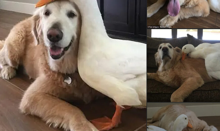 Gold and Duck became inseparable friends from the time the duck took care of and raised the dog until it became an adult – ilovecars.fun